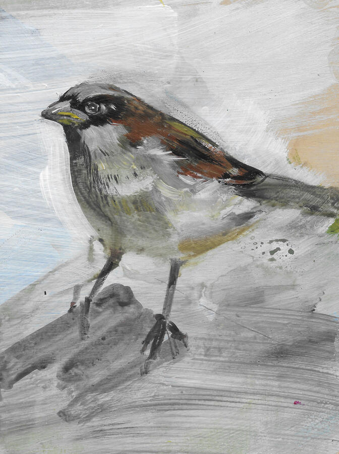 House Sparrow / Acrylic on board / framed 24cm x 19cm / £145