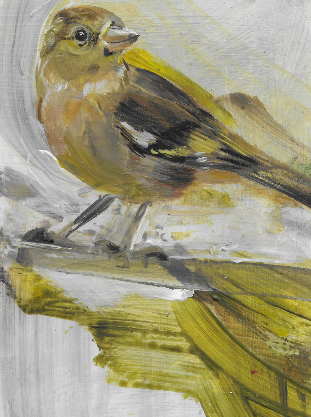 Female Chaffinch Acrylic on board (framed) 24cm x 19cm Available