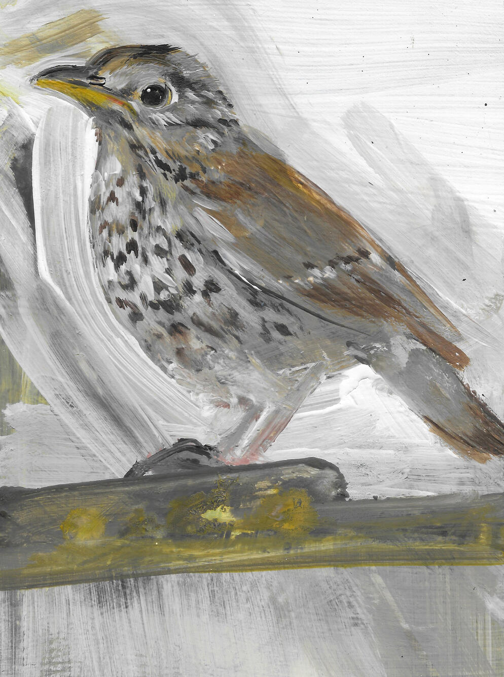 Song Thrush Acrylic on board (framed) 24cm x 19cm Available